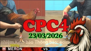 Video đá gà CPC4 trực tiếp hôm nay 23032026