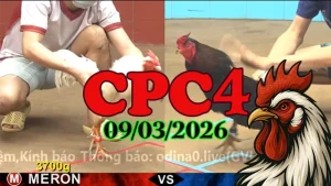 Video đá gà CPC4 trực tiếp ngày 09032026 – Clip Thomo hôm nay