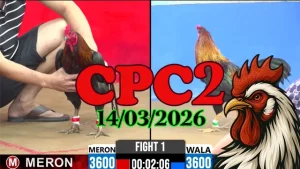 Video đá gà Thomo CPC2 ngày 14032026 – Phát lại các trận đấu hay