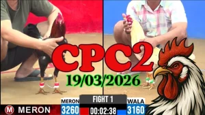 Video đá gà Thomo CPC2 ngày 19032026 full trận mới nhất