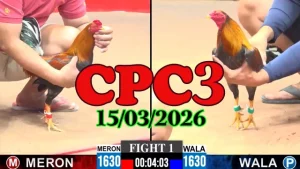 Video đá gà Thomo CPC3 ngày 15032026 – Xem lại trận đấu hôm nay