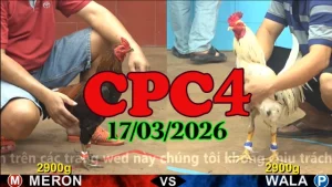 Video đá gà Thomo CPC4 trực tiếp hôm nay ngày 17032026