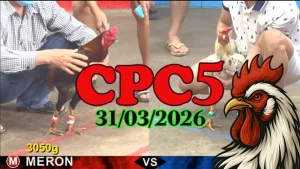 Video đá gà Thomo CPC5 hôm nay 31032026