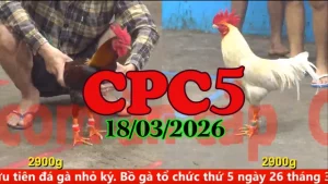 Video đá gà Thomo CPC5 trực tiếp hôm nay 18032026