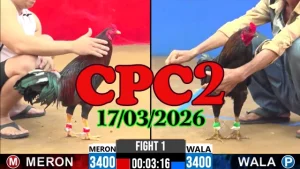 Video đá gà trực tiếp CPC2 hôm nay ngày 17032026 Thomo