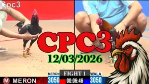 Video đá gà trực tiếp CPC3 ngày 12032026 hôm nay – Trận gà Thomo cực hay
