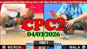 Video phát lại đá gà trực tiếp CPC3 ngày 04032026