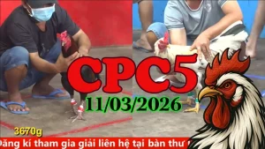 Video phát lại đá gà trực tiếp CPC5 ngày 10032026 chuẩn HD
