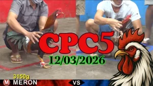 Video trận gà trực tiếp CPC5 hôm nay ngày 12032026 – Clip Thomo hấp dẫn