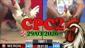 Xem Clip Đá Gà Trực Tiếp CPC2 Thomo Ngày 29032026