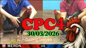 Xem Full Clip CPC4 Đá Gà Thomo Ngày 30032026