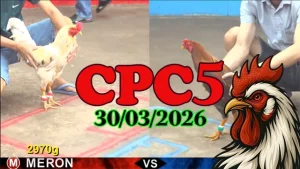 Xem Lại CPC5 Đá Gà Thomo Ngày 30032026