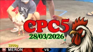 Xem Lại Trực Tiếp Đá Gà CPC5 Ngày 28032026