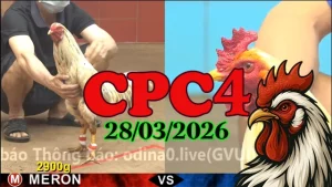 Xem Phát Lại CPC4 Đá Gà Thomo Ngày 28032026