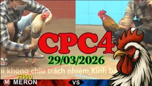 Xem Phát Lại CPC4 Đá Gà Thomo Ngày 29032026