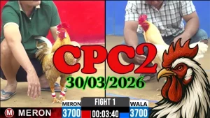 Xem Phát Lại Đá gà Thomo CPC2 Ngày 30032026