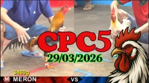 Xem Video Phát Lại CPC5 Đá Gà Thomo Ngày 29032026