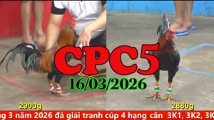 Xem clip đá gà CPC5 ngày hôm nay 16032026 mới nhất