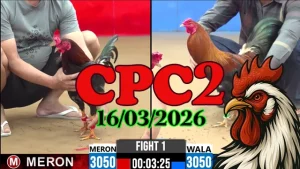 Xem clip đá gà trực tiếp CPC2 ngày 16032026 Thomo Campuchia
