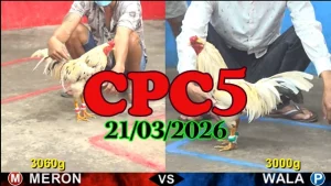 Xem clip đá gà trực tiếp CPC5 hôm nay 21032026 – Full trận HD