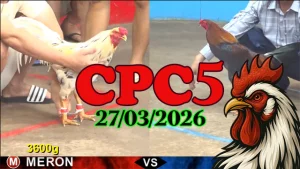 Xem clip phát lại đá gà Thomo CPC5 hôm nay 27032026
