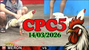 Xem đá gà Thomo trực tiếp CPC5 hôm nay ngày 14032026
