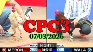 Xem đá gà trực tiếp CPC3 07032026 – Tổng hợp trận đấu Thomo