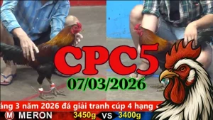 Xem đá gà trực tiếp CPC5 hôm nay 07032026 online
