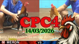 Xem lại video đá gà trực tiếp CPC4 ngày 14032026 hôm nay