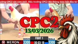 Xem trực tiếp đá gà CPC2 hôm nay 13032026 – Trận đấu đầy kịch tính