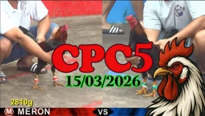 Xem video đá gà Thomo CPC5 hôm nay ngày 15032026 mới nhất