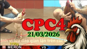 Xem video đá gà trực tiếp CPC4 hôm nay 21032026 – Full trận HD