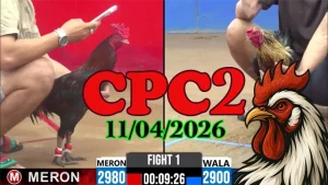 Cập nhật video đá gà trực tiếp Thomo CPC2 ngày 11042026