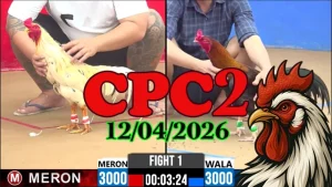 Clip Đá Gà Trực Tiếp CPC2 Ngày 12042026