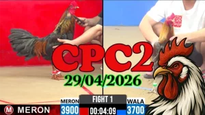 Clip đá gà Thomo CPC2 ngày 29042026