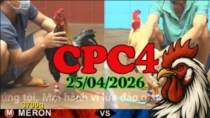 Clip đá gà Thomo CPC4 hôm nay 25042026