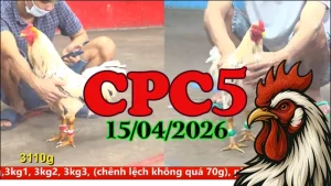Clip đá gà Thomo CPC5 Ngày 15042026