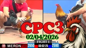 Clip đá gà thomo CPC3 hôm nay 02042026