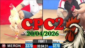 Clip đá gà trực tiếp CPC2 Thomo ngày 20042026