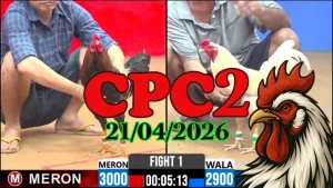 Clip đá gà trực tiếp CPC2 Thomo ngày 21042026