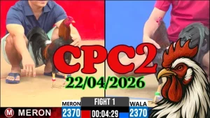 Clip đá gà trực tiếp CPC2 Thomo ngày 22042026