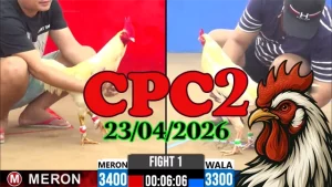 Clip đá gà trực tiếp CPC2 Thomo ngày 23042026