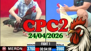 Clip đá gà trực tiếp CPC2 Thomo ngày 24042026