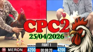 Clip đá gà trực tiếp CPC2 Thomo ngày 25042026