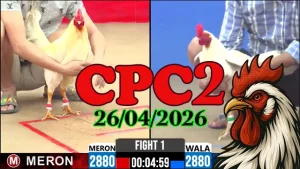 Clip đá gà trực tiếp CPC2 Thomo ngày 26042026