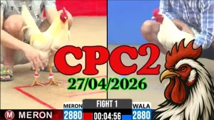 Clip đá gà trực tiếp CPC2 Thomo ngày 27042026