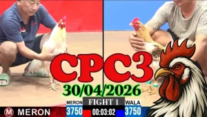 Clip đá gà trực tiếp CPC3 ngày 30042026