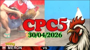 Clip đá gà trực tiếp CPC5 hôm nay 30042026