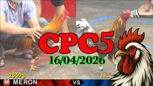 Clip đá gà trực tiếp Thomo CPC5 Ngày 16042026