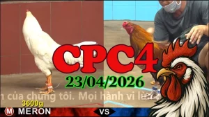 Clip phát lại đá gà Thomo CPC4 hôm nay 23042026